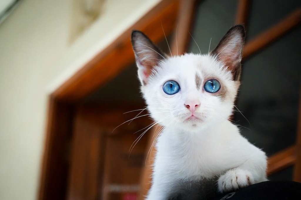 Protéger efficacement votre chat des puces et tiques avec des pipettes